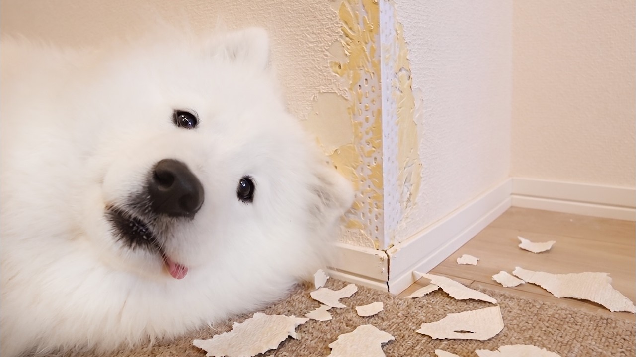 みんなが寝たあとにコソコソと壁を破壊していく生後７か月の子犬がまだまだやんちゃすぎました…