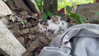 Rescued abandoned newborn kittens crying for their mother | kittens need help