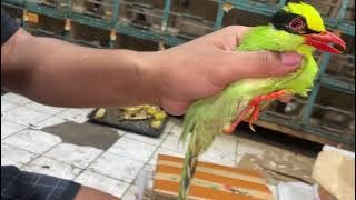 DISASSEMBLY CAK KINOI JOVIN EKEKKELING/POKSAI HAJI