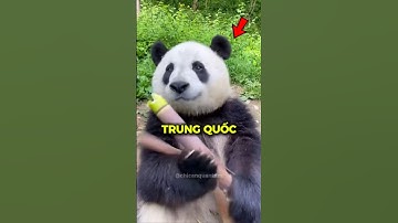 Gấu trúc Trung Quốc không như bạn nghĩ?