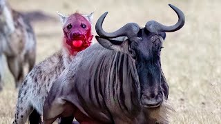 Antelope is very fast. The speed of the wildebeest reaches 55-80 km/h | Wildebeest Sounds by WorldFlora 748 views 1 year ago 12 minutes, 4 seconds