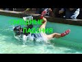 СМЕШНЫЕ ПАДЕНИЯ-ТВАРЕЙ БОЖЬИХ/FUNNY FALLS-CREATURES OF GOD