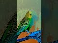 Parakeets: The Tiny Feathered Philosophers