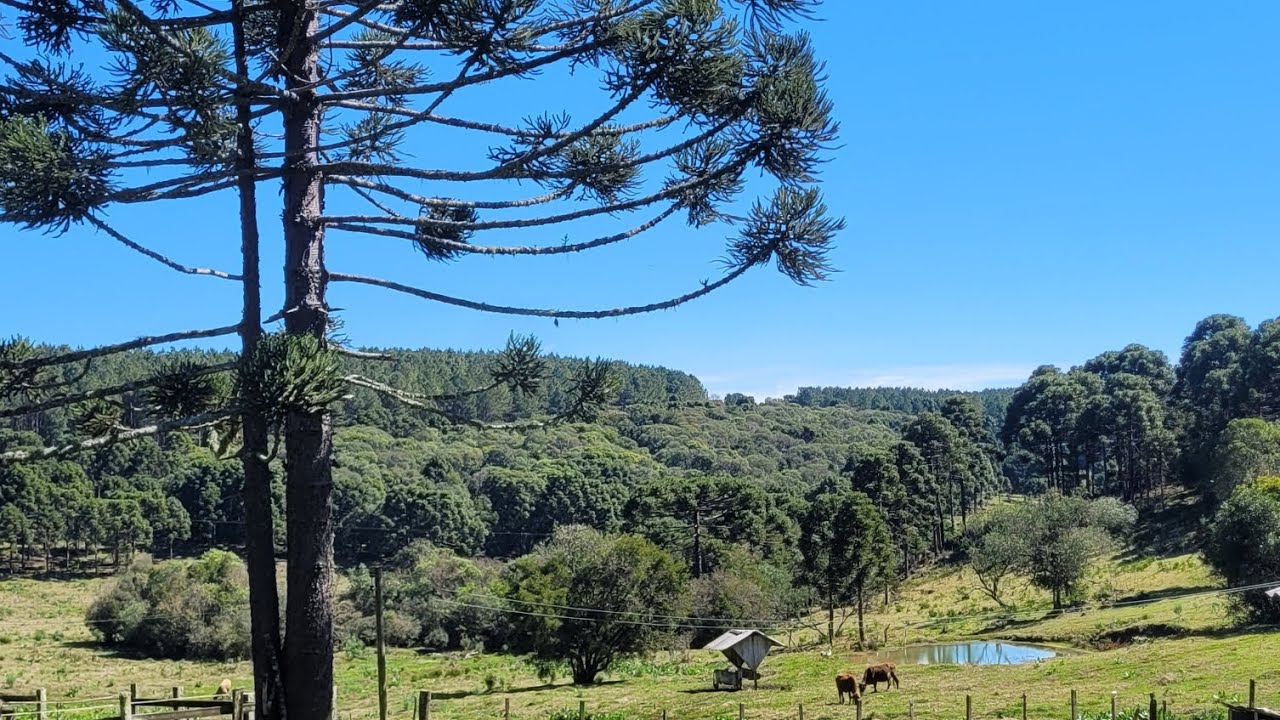Sítio a venda no Cerrito!!