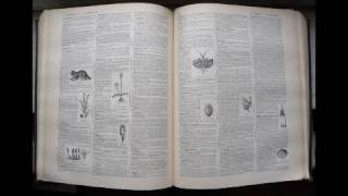 Antécédence Dictionnaire Français Audio