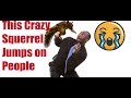 Crazy squirrel  jumps on people and make them cry