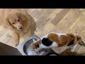 約3年ぶりの猫たちとくうたの動画