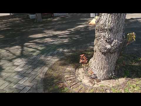 愛知県　コミュニティバス　武豊町　ゆめコロン