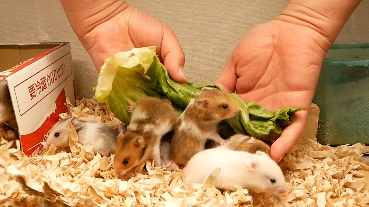 アマゾンでハムスターを買ってみた I Bought A Hamster At Amazon Com Youtube