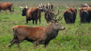 Burlende Herten Excursie - Oostvaarderplassen 10.10.2025