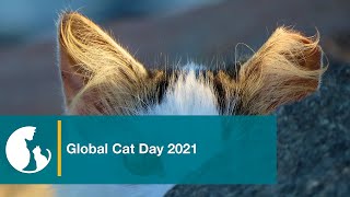 Global Cat Day: Alley Cat Allies Exposes Government-Sanctioned Killing of Cats