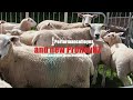 Innovative Sheep Breeding. What is the flock like? Where are they farmed?