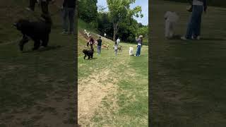 Funny Fall as Dog Runs Uphill