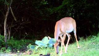 Deer Defeat Natural deer repellent keeps deer away from hosta plants (Private) How Do You Stop Deer From Eating Your Flowers Especially Hostas