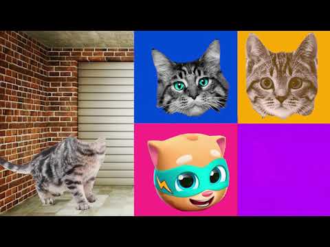 CUTE PETS Dog, Cat | Wrong Head Top Pets Puzzle 귀여운 애완 동물 개, 고양이 | 잘못된 머리 위로 애완 동물 퍼즐 ep1