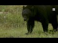 Men spark outrage by hand-feeding B.C. grizzly bears in social video | #canadianwildlife