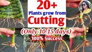 20+ कटिंग से ग्रो होने वाले परमानेंट पौधे | Propagation of plants | How to propagate plants