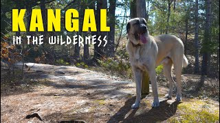 Kangal Dog In The Wilderness | Turkish Kangal Dog | Ash the Kangal