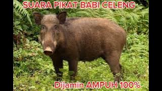 Suara pikat babi hutan, sekali bunyi, babi hutannya langsung datang 100% ampuh