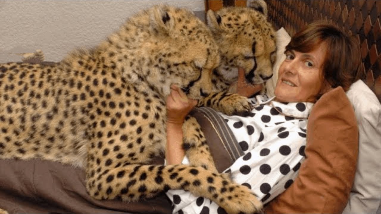 Pet cheetah