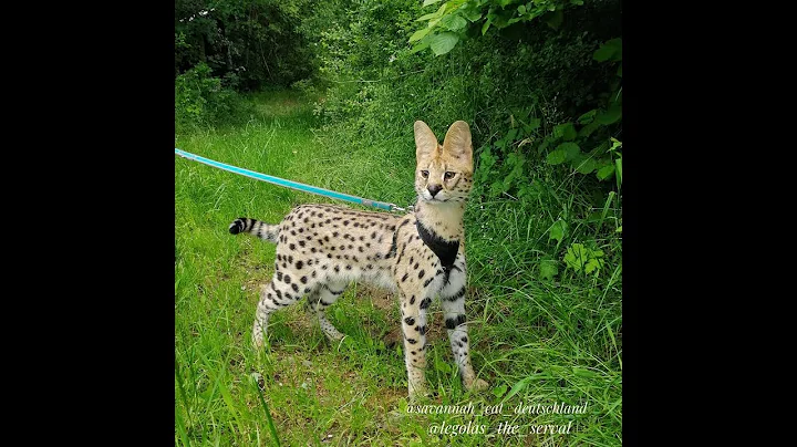 Video 9415031: savannah cat serval, forest cat