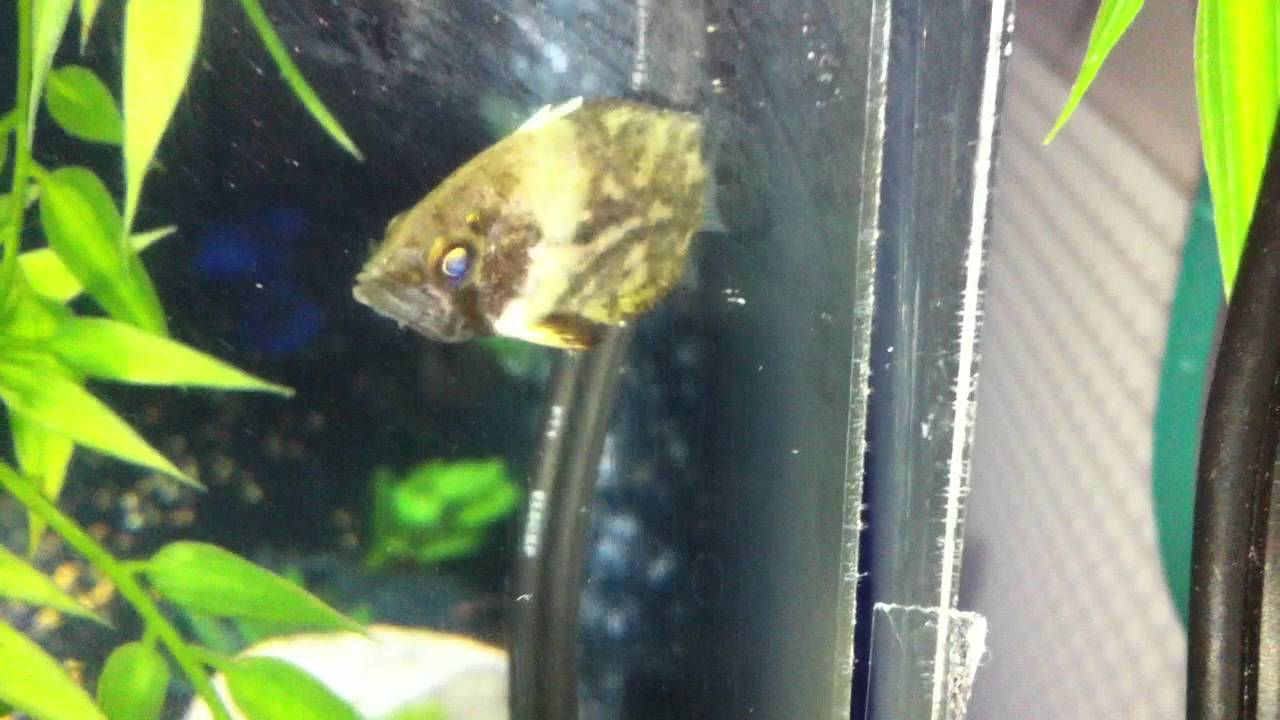 My African Leaf-Fish