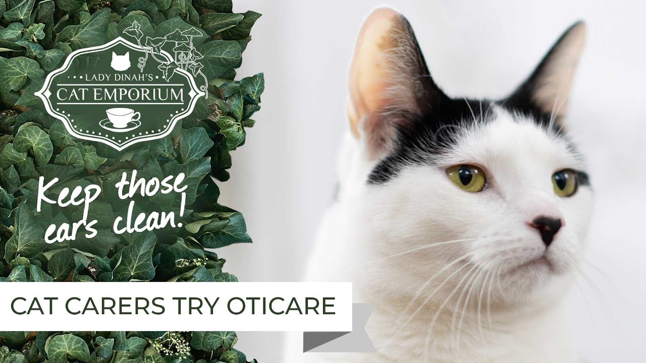 cats inn Oticare Ear Drops at Lady Dinah's Cat Emporium