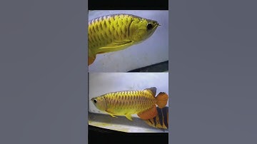 Giao Lưu Bé Cá Rồng Kim Long Quá Bối Đầu Gãy 50cm | Cá Rồng Hùng Anh #carong #carongdep #cacanh