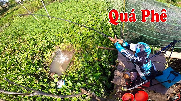 FISHING . CÂU CÁ CHÉP SÔNG , ĐƯỢC MỘT NGÀY ĐẦY CẢM GIÁC