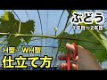 「ぶどうの作業」1年目〜2年目の仕立て方（H型・WH型編）