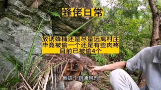 放诱蜂桶还是尽量远离村庄，毕竟被偷一个还是肉疼，目前已被偷4个