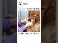 レトリバーのおやつの獲得法