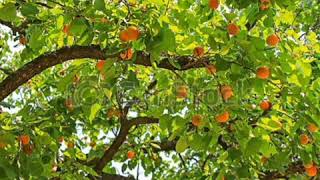 Árbol de albaricoque