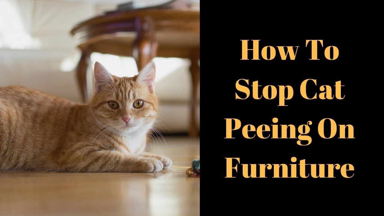 peeing on furniture Stop cat
