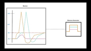 The All or None Principle