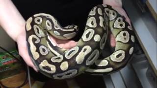 LAC-FULL BALLPYTHON COLLECTION 6/2/13 Wealth