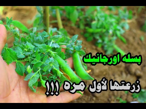 فيديو: سوسة خماسية البقع - عاشق البازلاء