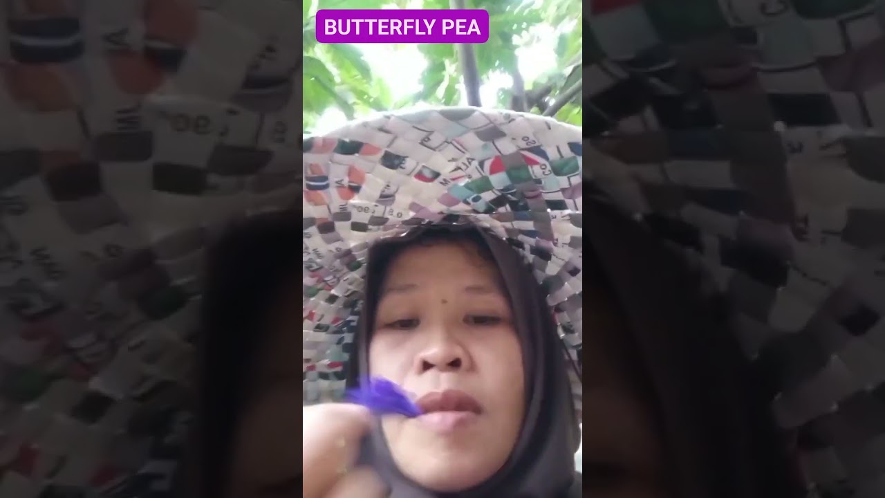 BLUE TERNATE/ BUTTERFLY PEA  BENEFITS IN CEBUANO