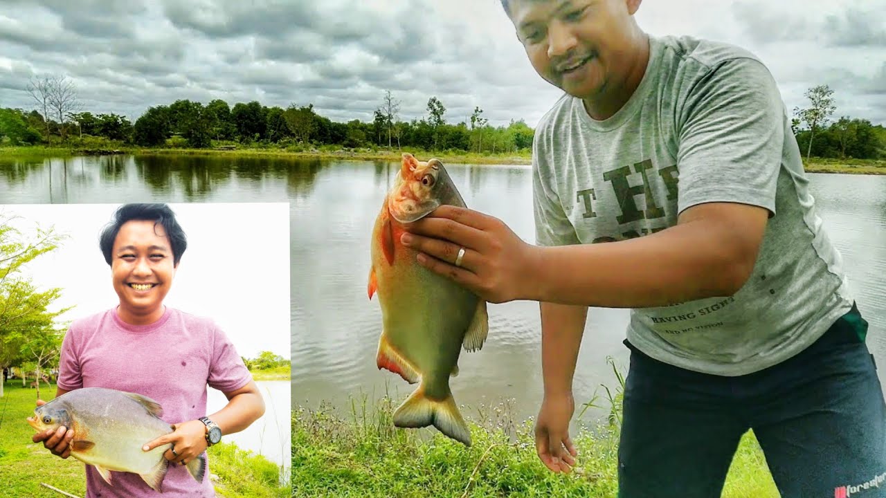 SERUNYA MANCING IKAN BAWAL DI KOLAM YANG LUAS