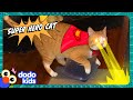 Super Hero Cat Fights Crime And Saves…Containers? | Dodo Kids | Animal Videos Mp3 Song