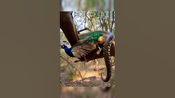 Python attacked peacock😱 #python #india #peacock #snake #nature #animals #wildlife #ai #shorts