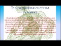 Эндокринная система, её строение, железы, гормоны и функции