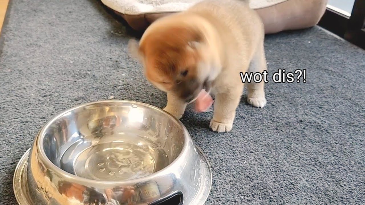 Puppy Reacts to drinking Fizzy water instead of Natural water! YouTube