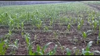 PUPUK CAIR ECOFARMING Inilah jadinya kalau jagung pakai pupuk ecofarming