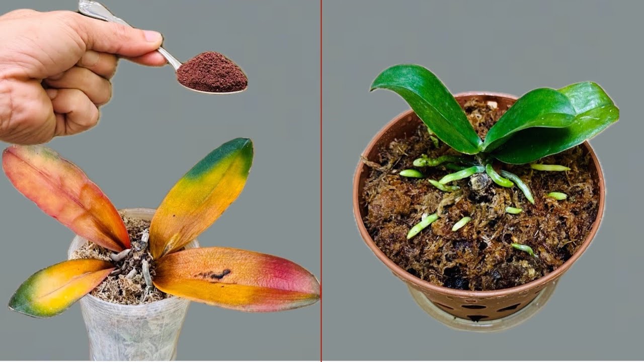 Просто кофе! Орхидея мгновенно растёт от корней и цветёт круглый год.