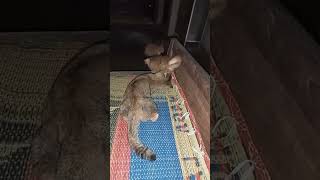 Ipus Ipus comel