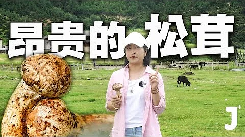 Go to Shangri-La, Yunnan to Discover the Mystery of the Luxury Ingredient, Matsutake Mushrooms. - DayDayNews