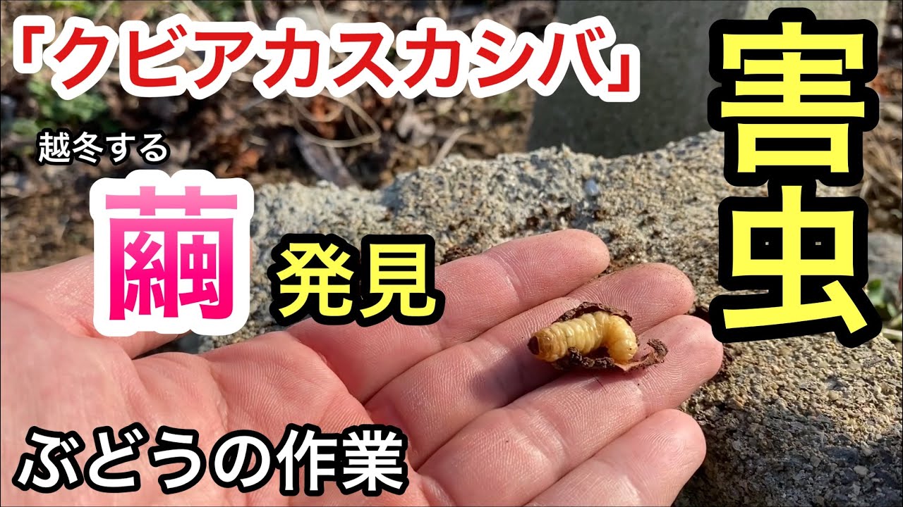 ぶどうの作業 閲覧注意 ぶどうの害虫 クビアカスカシバ の幼虫を発見 駆除します Youtube ぶどうの作業 閲覧注意 ぶどうの害虫 クビアカスカシバ の幼虫を発見 駆除します Youtube