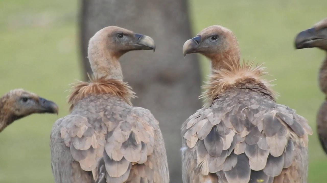 Buitre leonado (Gyps vulvus) después de haberse comido una vaca