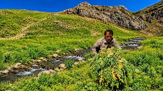 Harvesting for Survival: Nomadic Life in the Hardest Conditions in the Dena Mountains